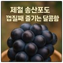 송산축산 | [화성 송산포도] 현장 직거래 꿀팁 &amp; 제철포도 껍질째 즐기기 🍇