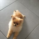 더편한동물병원