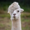 동백살롱 이미지