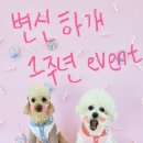 변신하개 이미지