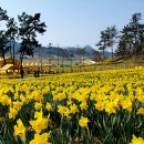 수선화 이미지