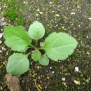 봉서중학교 이미지