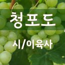 청포도 이미지