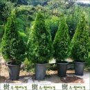 수원예조경 - 과천시 중앙로 317 | 수원예조경