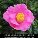 카멜리아×윌리암시(하이브리드) 세인트 유-Camellia×williamsii(hybride) Saint Ewe 와 윌리암시 의 역사 이미지