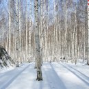 흰 눈이 내리는 겨울 원대리 자작나무 숲과 소양호 둘레 길을 거닐다. 이미지
