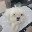 러블리 멍멍이 이미지