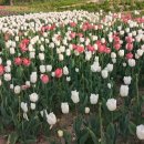 경포호수 4 이미지