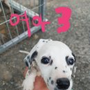 달마시안 이미지