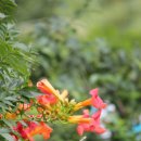 바다가 그리운 나무 이미지