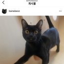 소유뱅갈캐터리 | [공지] 봄베이고양이에 대해서 답합니다.
