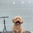 멍뭉이발소 이미지