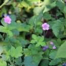 사하구-09 이미지