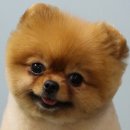 온리독 네이버블로그