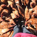 의식목장 이미지