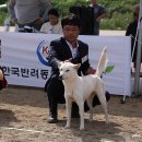 2024.10.13한국진돗개연맹(아산) 이미지