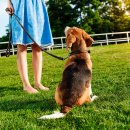 웃는강아지 이미지