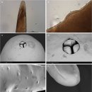 LARVA STAGE 이미지