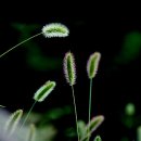 강아지풀 이미지