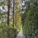 향림동산(흑염소농장) | 태안 가볼만한 곳 청산수목원 핑크뮬리 10/12 실시간 개화 만개 상황