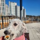 여니네 펫공방 이미지