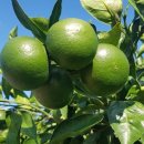 미숙농장 이미지