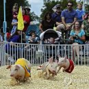 The fair w 이미지