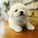 오케이독 이미지