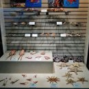 고성자연사박물관 이미지