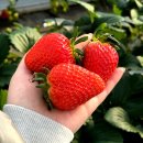 다온농장(2) 이미지