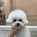 피카소 동물병원 미용 이미지