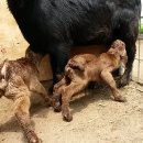 아기염소 이미지