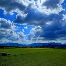 추억소환/벼(쌀)농사 이미지