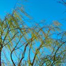 꽃다운 인생살이 고개를 넘자~, 새해 해맞이가 어제같은데 벌써 6월이네요. 이미지