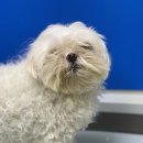 포일동물병원 이미지