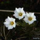 내마음의 정원 이미지