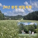 동화 속의 봉평 메밀꽃 축제 후기. 24년