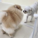 다녀올개 이미지