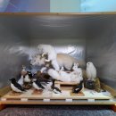 PINK GAME PC 이미지