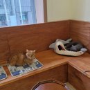 고양이 행복구역 이미지