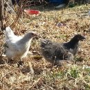 팔복농장 이미지