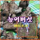 (능이버섯) 와이프랑 "능이버섯"산행 이미지