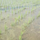 논동천 Daum카페