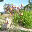 장미농장2 이미지