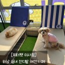 피터펫 미사점 | 피터펫 미사: 음료, 시간무제한인 하남 애견카페 내돈내산 후기