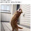 낭만고양이 - 고양시 덕양구 삼송로 240 | 낭만고양이