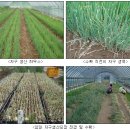 양파 자구 재배기술과 저장방법 개발 이미지