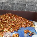 초촌농장 이미지