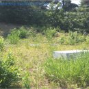 초전면사무소 이미지