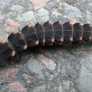 반딧불이키즈 이미지